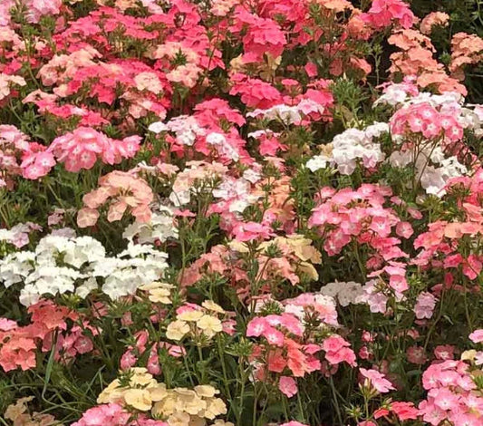 Heirloom Phlox Seeds - Pastel Colors, Non-GMO, Full Sun, Pollinator-Friendly, Phlox paniculata, 400 Seeds