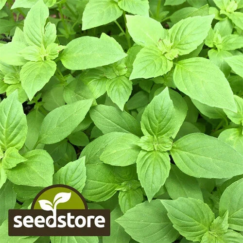 Lemon Basil Seeds | Heirloom Non-GMO | Culinary Herb Seeds | Ocimum basilicum 'Citriodorum'