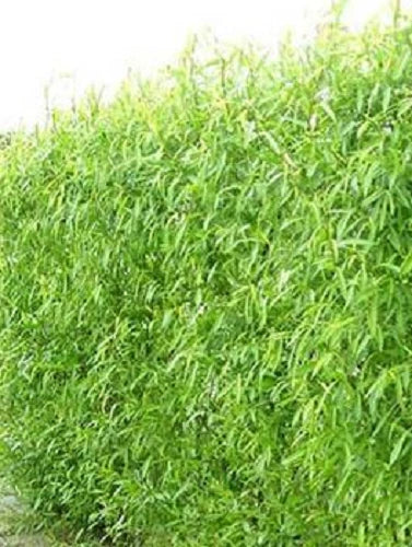 Hybrid Willow Tree Cuttings – 12 Fast Growing Salix × sepulcralis for Windbreaks and Privacy Screening