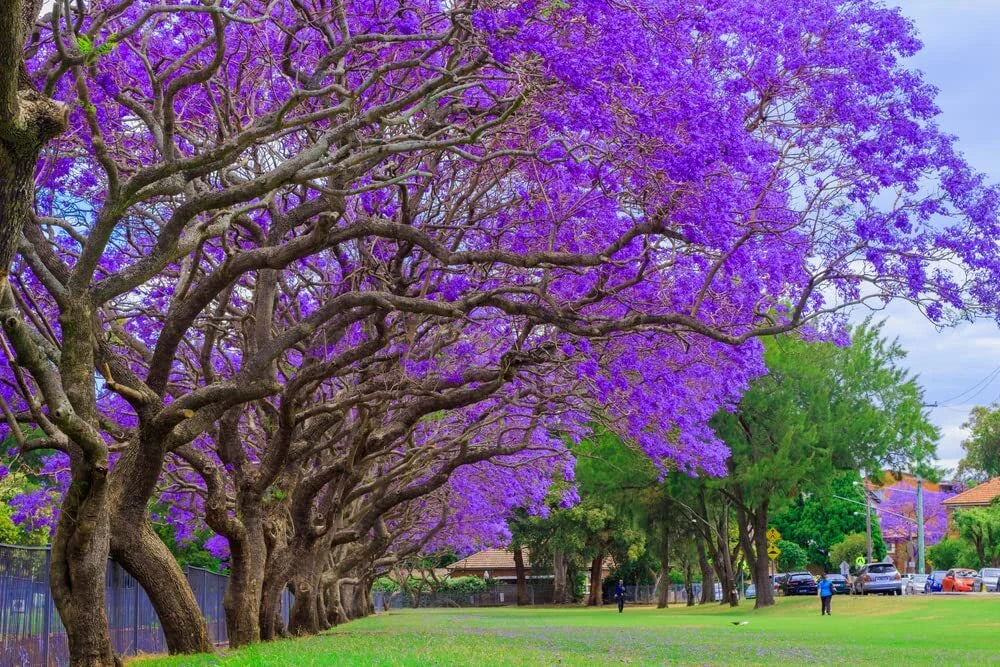 Blue Jacaranda Tree Seeds - 25 Seeds - Exotic Purple Blooms - Jacaranda mimosifolia - Ideal for Gardens and Landscaping