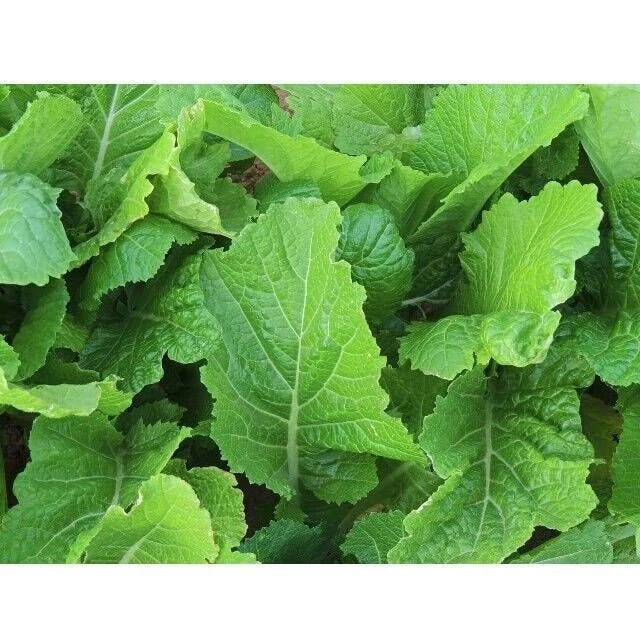 Florida Broadleaf Mustard Seeds - Heirloom NON-GMO Brassica juncea for Salad Greens & Cooking - Pack of 200 Seeds