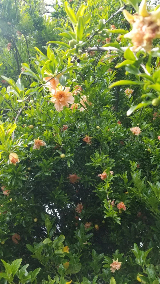Ornamental Pomegranate Cuttings 10 Pcs Peach Color Punica granatum for Garden, Patio, Landscaping