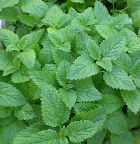 Lemon Mint Seeds - Bulk 1000 - Mentha × piperita 'Citrata' - Aromatic Herb for Tea & Culinary Use