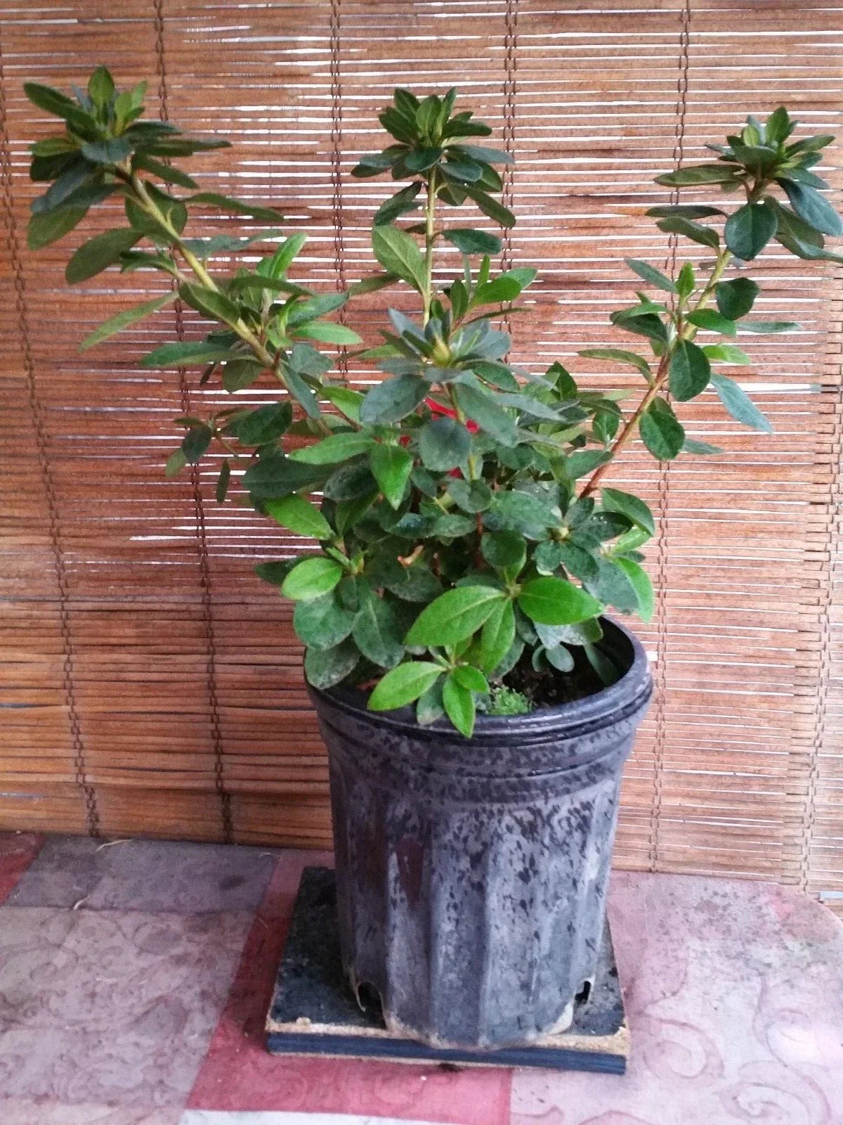 Azalea Live Plant - Pink Flowers - Rhododendron spp. - Bright Indoor or Garden Plant