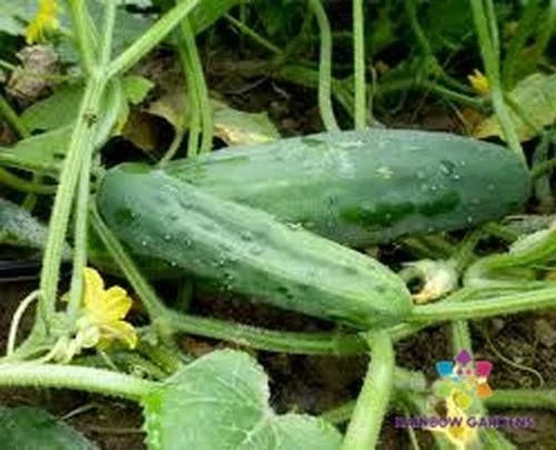 Marketmore 76 Cucumber Seeds - Non-GMO, High Germination, 25+ Seeds for Home Garden, Cucumis sativus, Vining, Full Sun