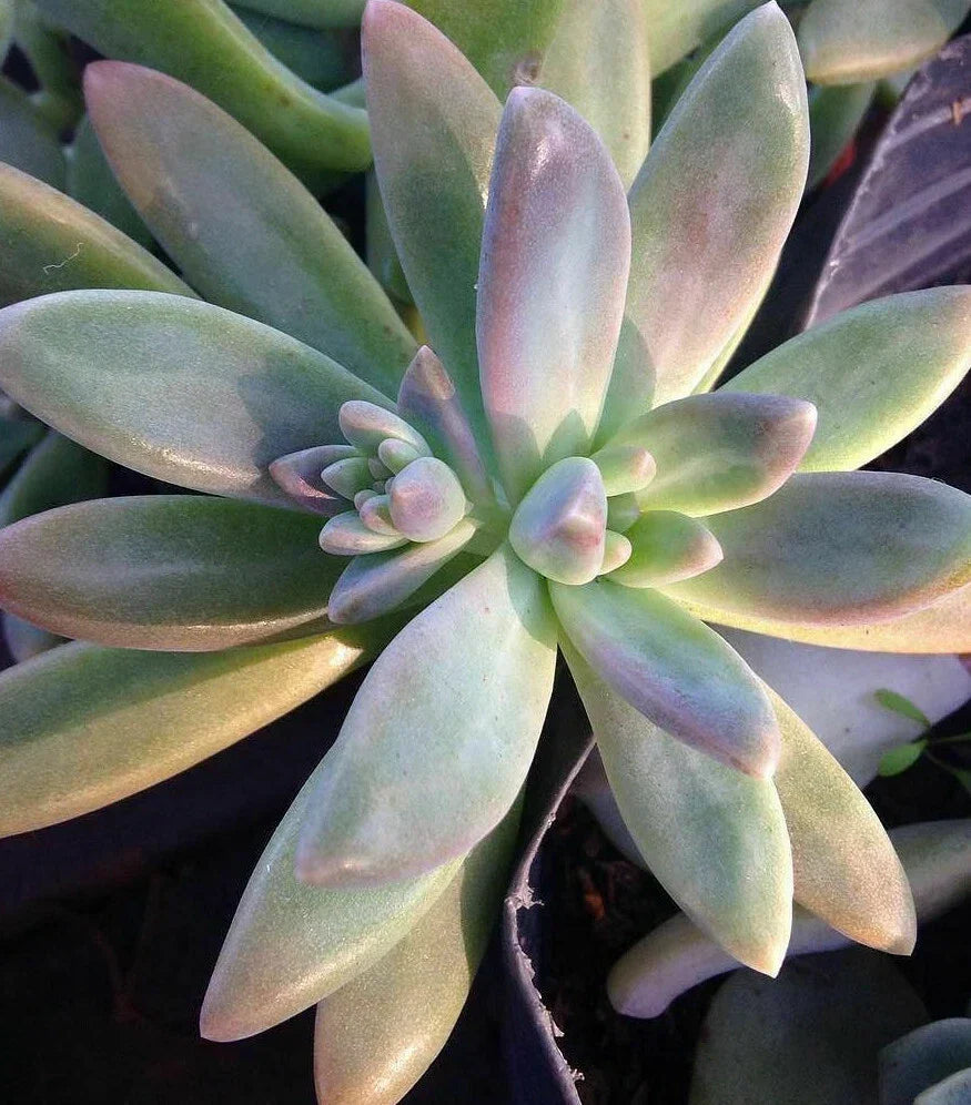 Pachyveria 'Blue Pearl' Unrooted Cuttings 10x2" - Succulent Plant for Decor & Arrangements - Drought-Resistant, Easy Care