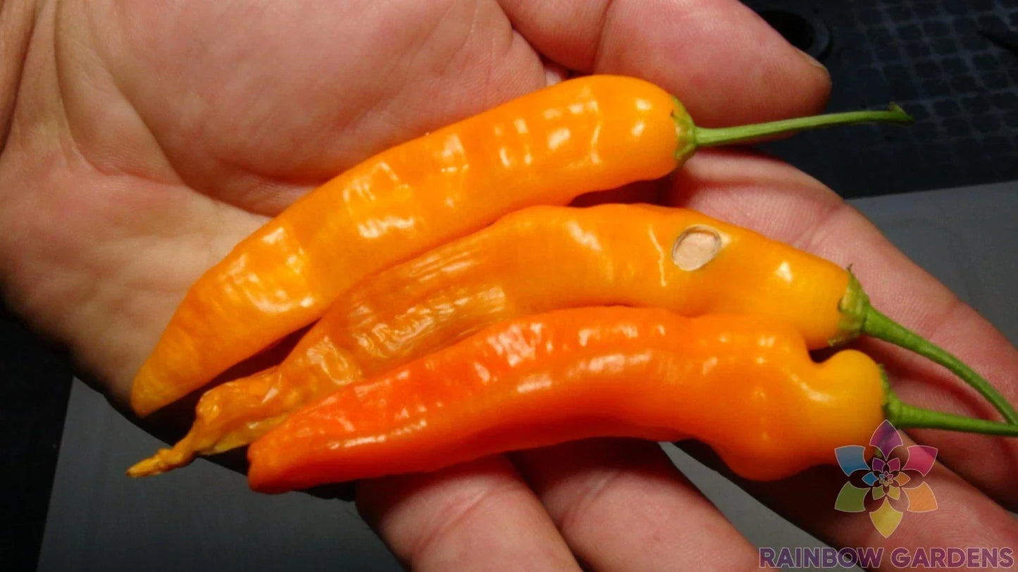 Aji Ahuachapau Hot Pepper Seeds – 25+ Pack, Capsicum baccatum, Heirloom, Non-GMO, Garden Planting, Salsas & Sauces