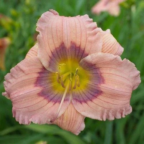 10 Live Daylilies Pastel Lavender Hemerocallis 'Pastilline' Perennial Flowering Plants Garden Decor