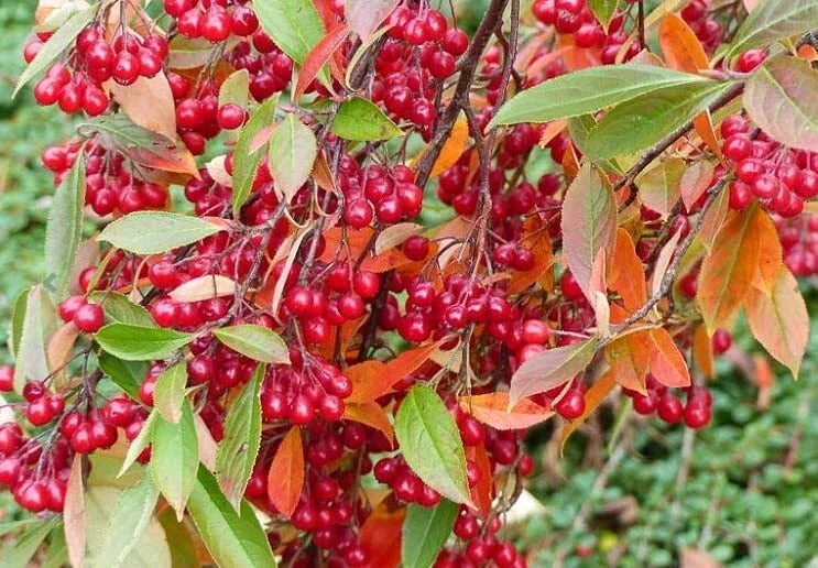 Red Chokeberry Seeds - 30 Pack - Aronia arbutifolia - Vibrant Berries for Planting, Attracts Wildlife, Low Maintenance