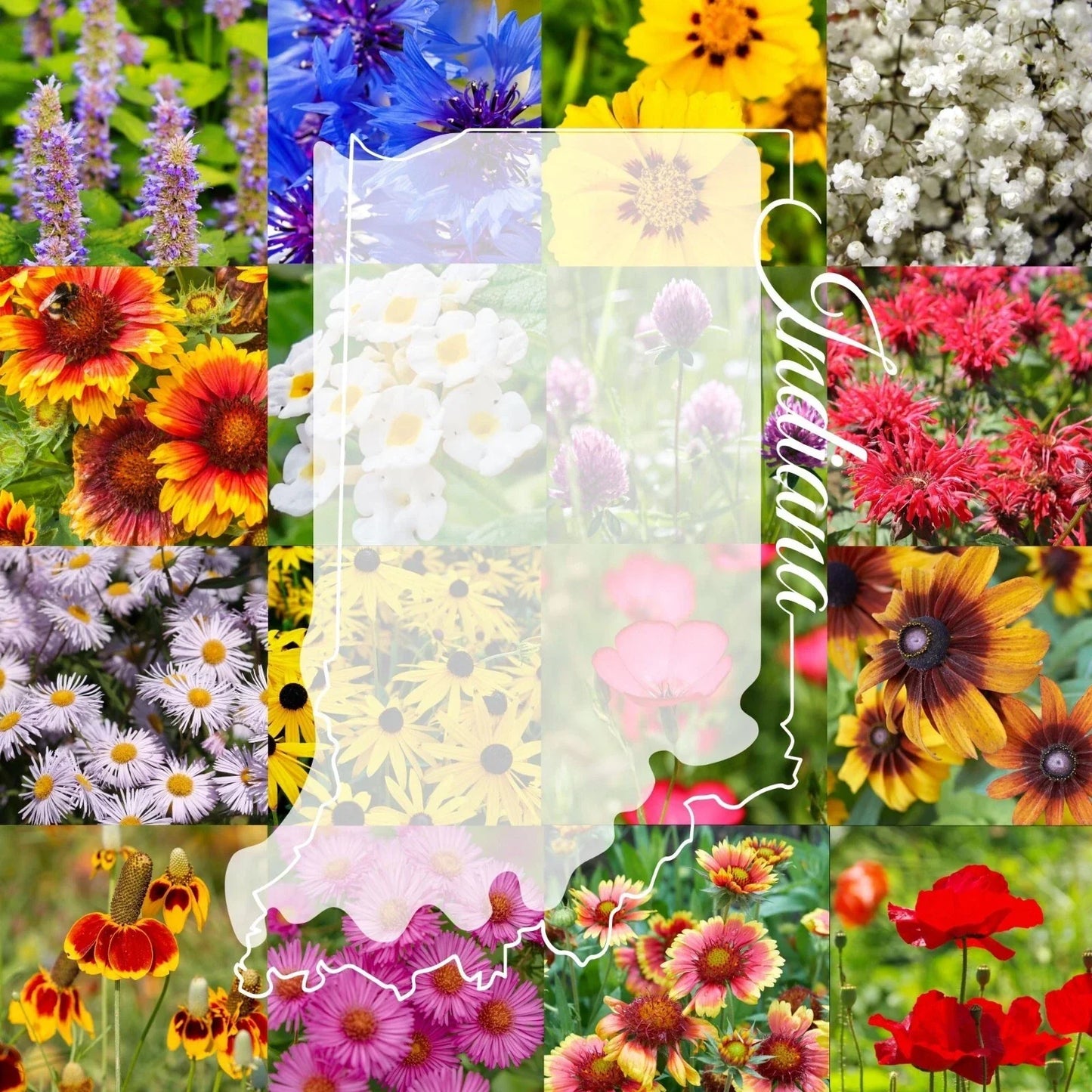 Wildflower Seed Mix 1/2LB Bulk Indiana Colorful Wildflowers for Pollinators - Covers 2000 sq ft
