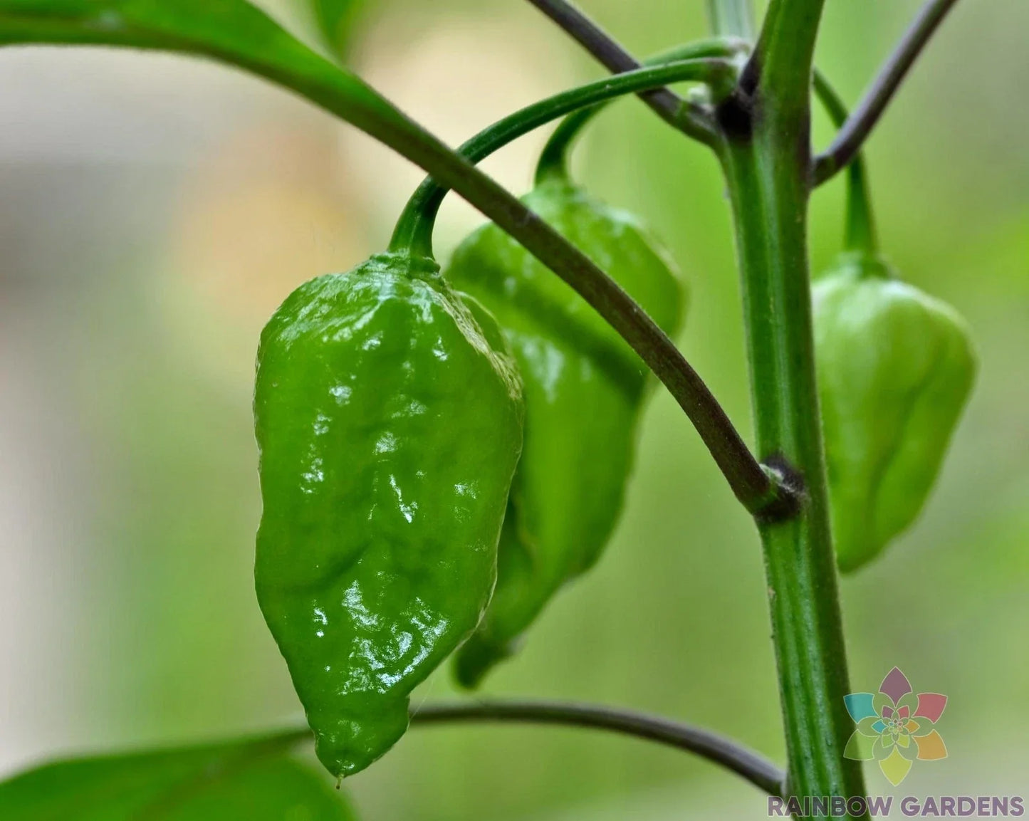 Naga Morich Hot Pepper Seeds – 25+ Pack – Capsicum chinense – Fiery Flavor for Garden or Pots – Non-GMO, USA