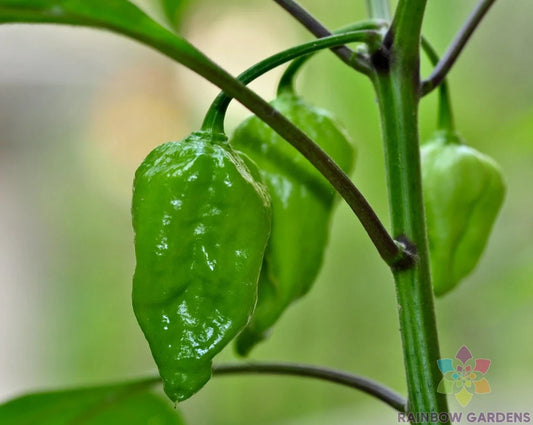 Naga Morich Hot Pepper Seeds – 25+ Pack – Capsicum chinense – Fiery Flavor for Garden or Pots – Non-GMO, USA