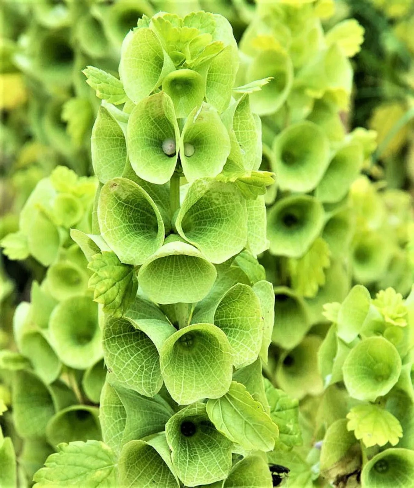 Bells of Ireland Seeds Mix - 100 Non-GMO Molucella laevis for Garden, Borders, Cut Flowers, Full Sun, Easy to Grow