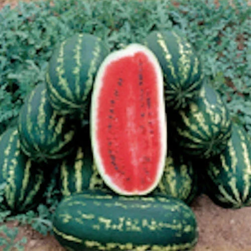 Legacy Watermelon Seeds - Heirloom Citrullus lanatus for Home Garden, Juicy & Sweet, Fast-Germinating, Non-GMO Seed Packet