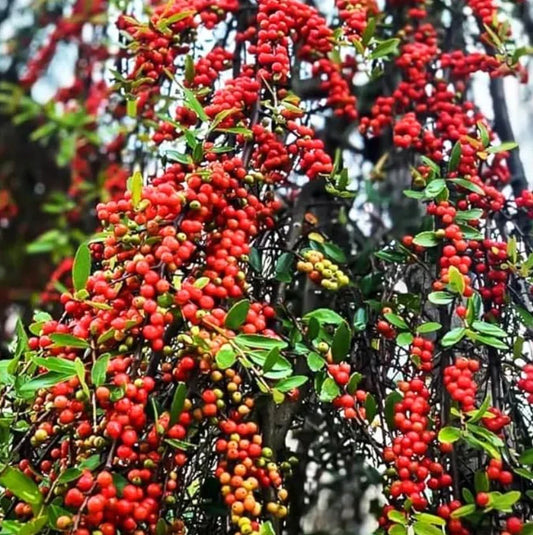 Live Weeping Yaupon Holly Plant – 4-6 Inch Soil-Wrapped Roots Ilex vomitoria for Landscaping and Gardens