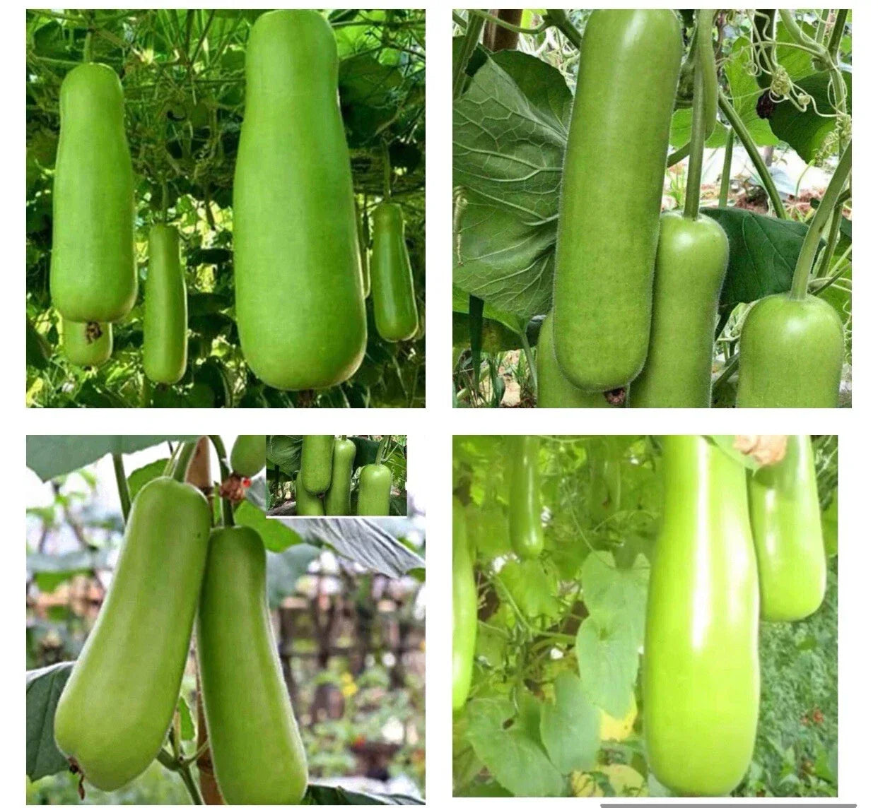 Bottle Gourd Seeds - Heirloom Upo Calabash - Organic Vegetable Garden Seeds - Climbing Vine for Home & Urban Gardens