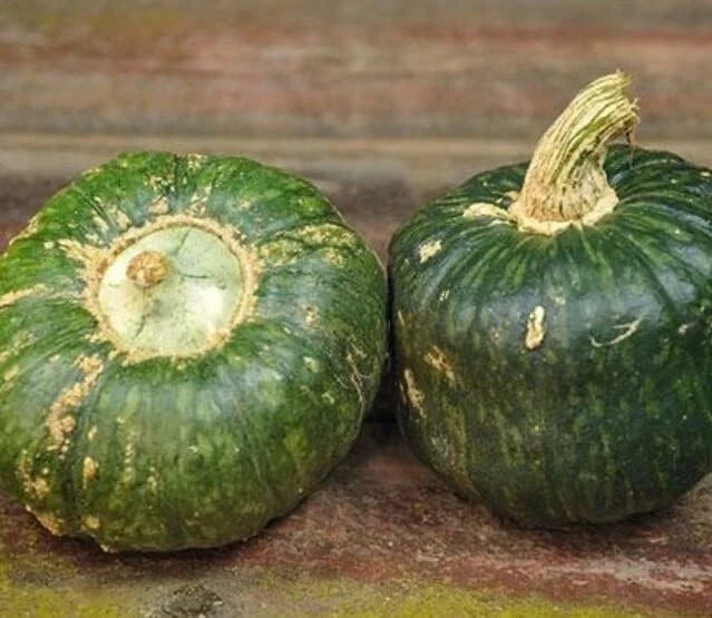 Burgess Buttercup Squash Seeds - 10 Pack, Cucurbita maxima, Compact Bush Plant, Full Sun, Edible Orange Flesh