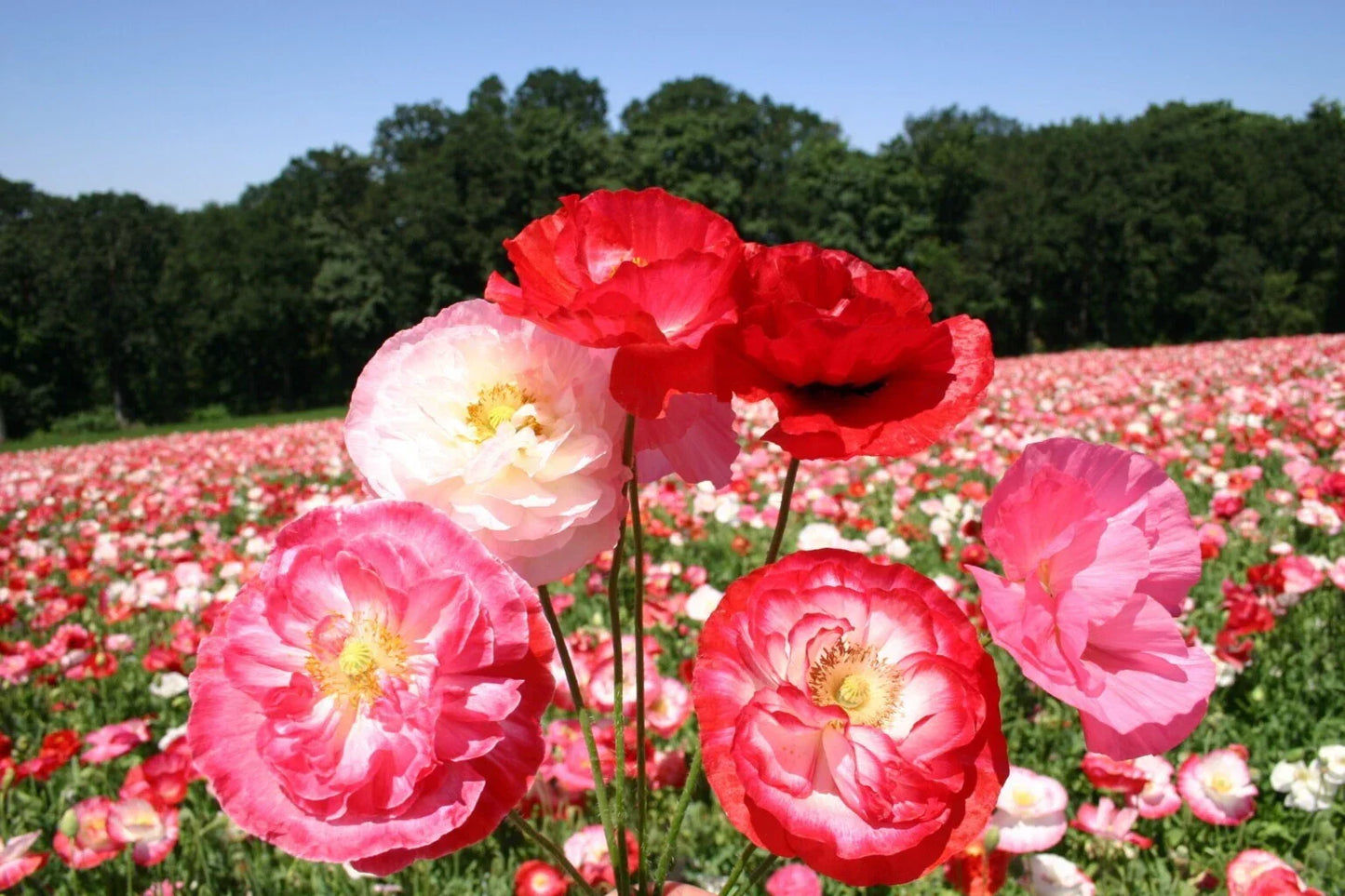 Shirley Mixed Double Poppy Seeds - 200+ Pack for Garden Planting - Papaver rhoeas - Vibrant Flower Seeds for Borders & Cut Flowers