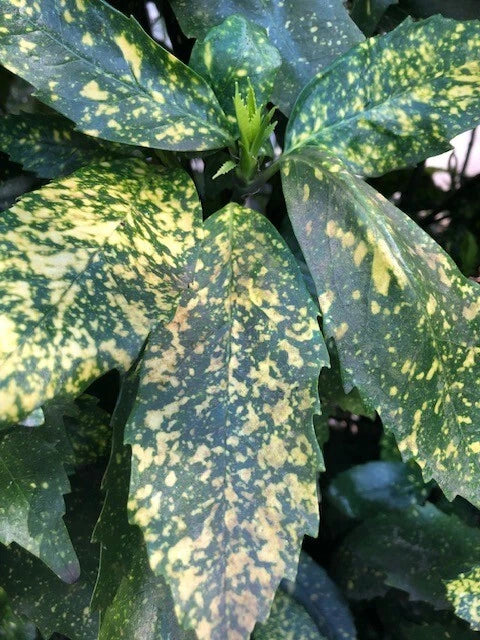 Gold Dust Aucuba Shrub Cuttings - 6-Inch Rooting Pieces - Aucuba japonica Variegated Green Foliage - 5 Pack for Garden Landscaping