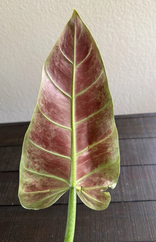 Philodendron Subhastatum Rooted Cutting – Rare Tropical Houseplant, Easy Care Indoor Plant, Lush Green Foliage, Unique Botanical Gift