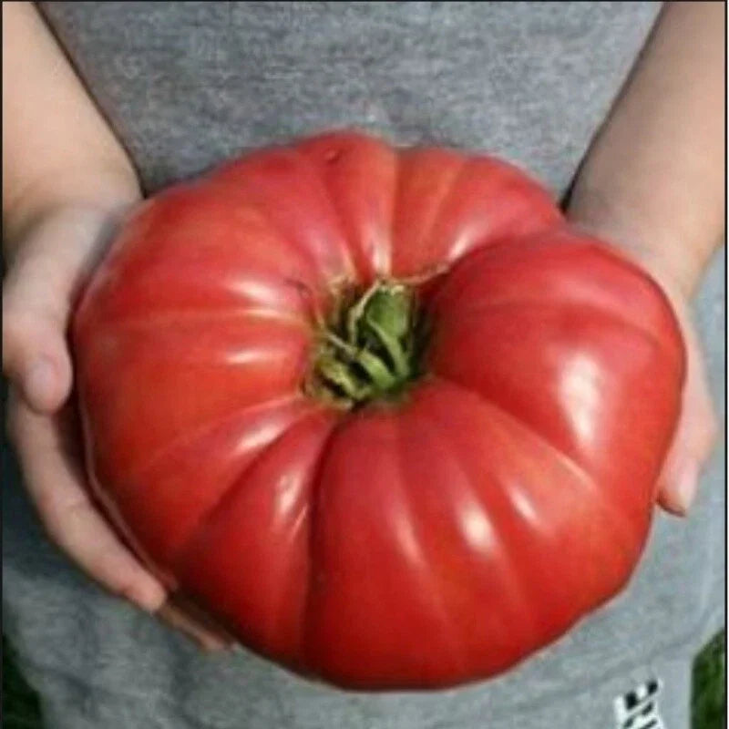Giant Heirloom Tomato Seeds – Solanum lycopersicum, 30-4000 Count, Large Juicy Tomatoes Up to 7.5 lbs, Heirloom, Non-GMO, Bulk Planting