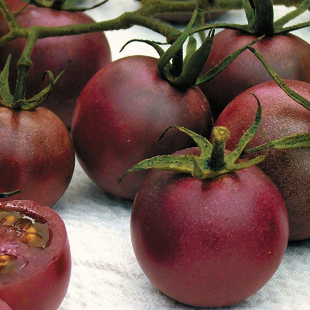 Chocolate Cherry Tomato Seeds - Heirloom, Sweet Flavor, 30 Seeds, Solanum lycopersicum, Compact, Non-GMO Seed Packet