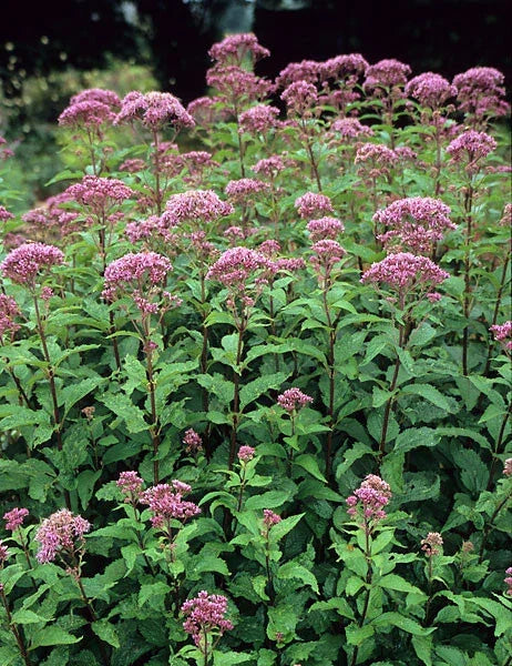 Joe Pye Weed Perennial Plant Bare-Root | Eupatorium purpureum | Pink to Purple Flowers | Hardy Up to 6 ft