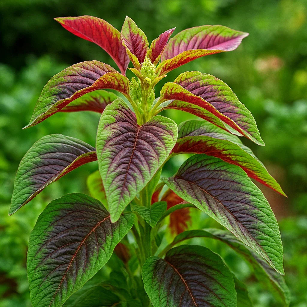 Red Amaranth Seeds - 100+ Stripe Leaf Chinese Spinach Amaranthus tricolor for Vegetable Garden, Salad, Stir-fry