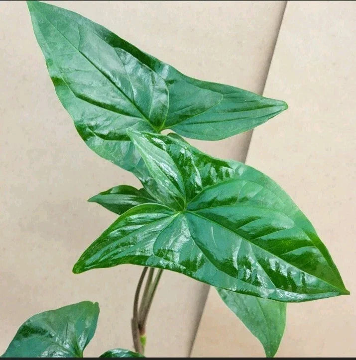 Syngonium Cuttings - Green Arrowhead - 2 Plant Propagation Clippings - Syngonium podophyllum Indoor Houseplant