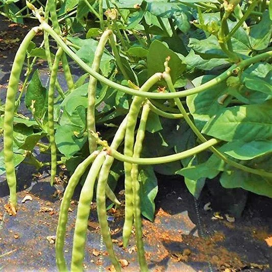 Mississippi Cream Pea Seeds - Vigna unguiculata, Pack of 100, High Yield, Disease Resistant, Climbing Vine, Full Sun, Southern Garden