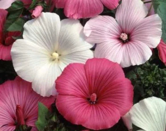 Rose Mallow Seeds Mix - 25 Fresh Pink & White Hibiscus moscheutos Garden Seeds for Pollinator Attraction