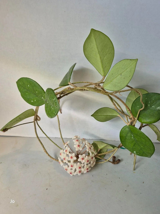 Hoya Cuttings – 3 Dapple Grey Varieties – Plant Propagation – Hoya spp.