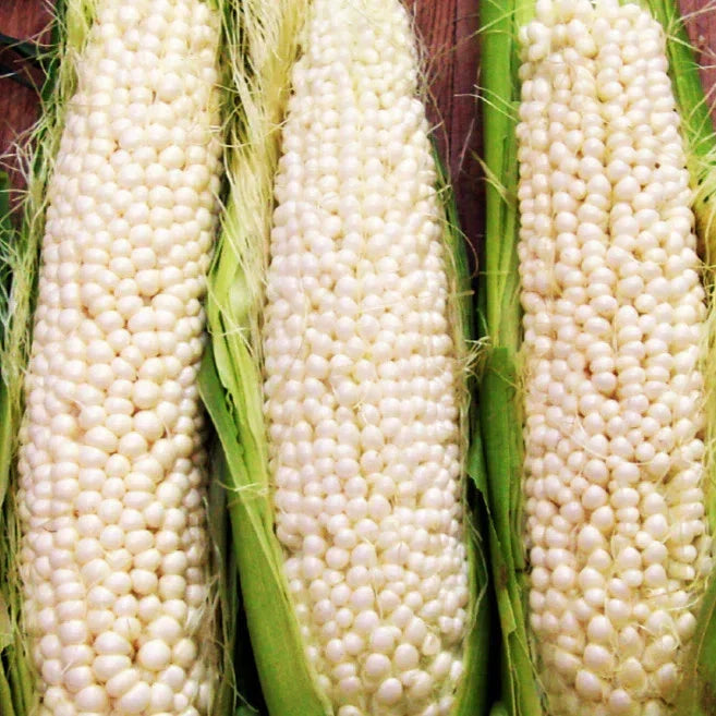 Country Gentleman Sweet Corn Seeds - White Shoepeg Variety, Heirloom Zea mays, Fresh Corn for Home Garden, Summer Crop