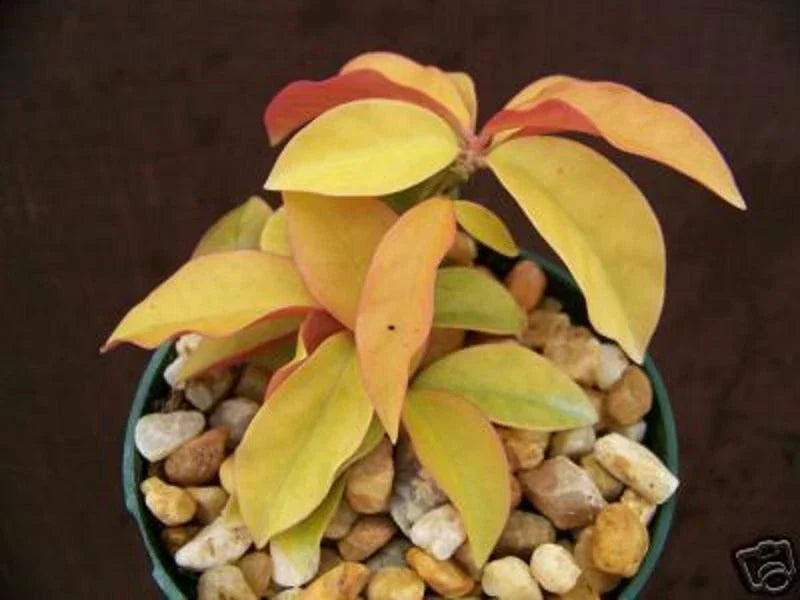 Rare Variegated Cactus Plant - Pereskia aculeata Gold Variegated in 4" Pot - Indoor and Outdoor Succulent Decor