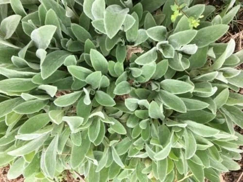 Lambs' Ear Baby Starter Plants - 8-12 Bare Root - Stachys byzantina - Drought Tolerant Ground Cover - Soft Gray Foliage
