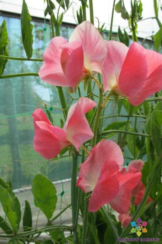 June Sweet Pea Seeds Pack of 50+ | Lathyrus odoratus Fragrant Climbing Flower for Garden, Containers & Trellises, Non-GMO, USA