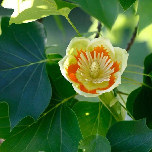 Live Tulip Tree Plant 7" Well-Rooted Liriodendron Tulipifera for Gardens, Landscaping & Pollinator Attraction