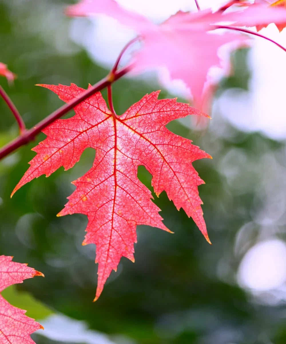 Silver Maple Seeds 10 Pack - Acer saccharinum - Fast Growing Deciduous Tree for Bonsai, Landscaping & Fall Colors