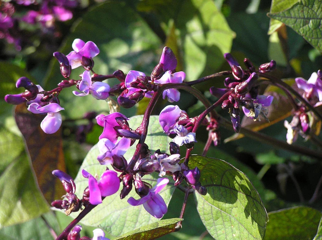 Purple Hyacinth Bean Vine Seeds, Lablab purpureus, Climbing Flowering Climber for Trellises, 15 Seeds Pack