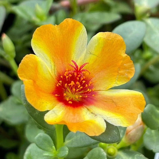 Mango Twist Portulaca Oleracea Plant - Colorful Purslane Succulent - Low Maintenance Garden Plant - US Seller