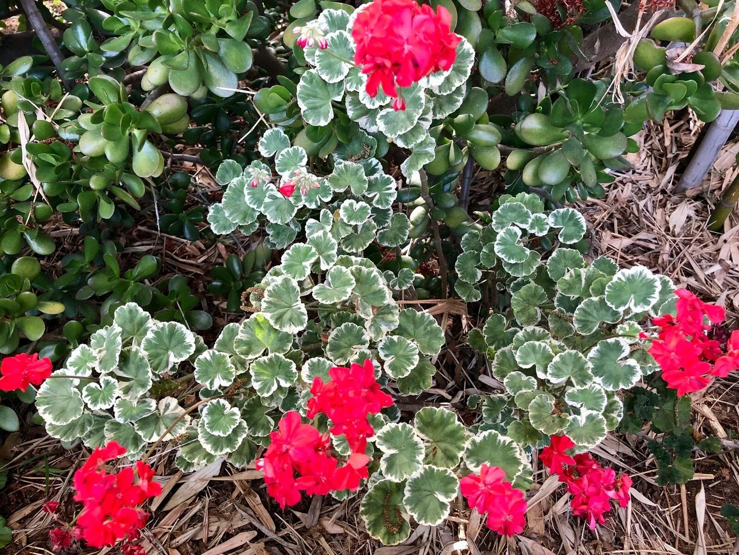 Variegated Pelargonium Zonal Geranium Live Plant 6-Inch Starter Cutting RARE Variety Indoor Garden