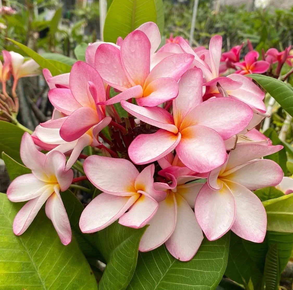 Rooted Plumeria Plant Cutting 13" Maui Breeze with 3 Tips, Tropical Fragrant Flower, Garden or Patio Plant, Plumeria spp.