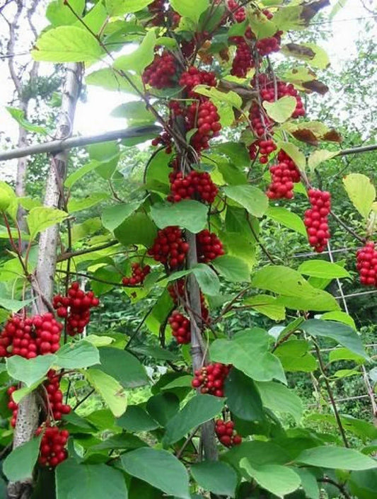 Magnolia Vine Seeds Organic 10 Pack Schisandra sphenanthera Climbing Vine for Garden, Fences, Trellises