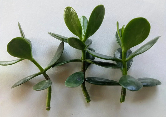 Jade Plant Cutting – Live Crassula ovata Succulent for Propagation, Fleshy Leaves, No Roots