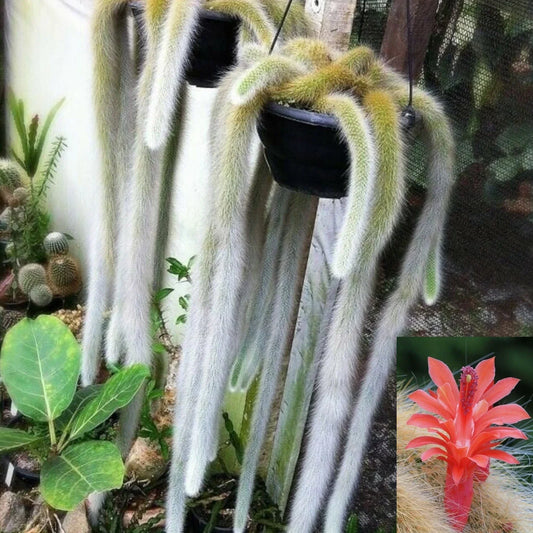Monkey Tail Cactus Cutting – 4 Inch Hildewintera colademononis Succulent, Easy Care Indoor Plant, Unique Fuzzy Cactus for Beginners