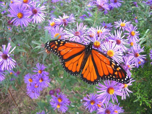New England Aster Seeds - Perennial Wildflower for Gardens, Borders & Meadows - Symphyotrichum novae-angliae