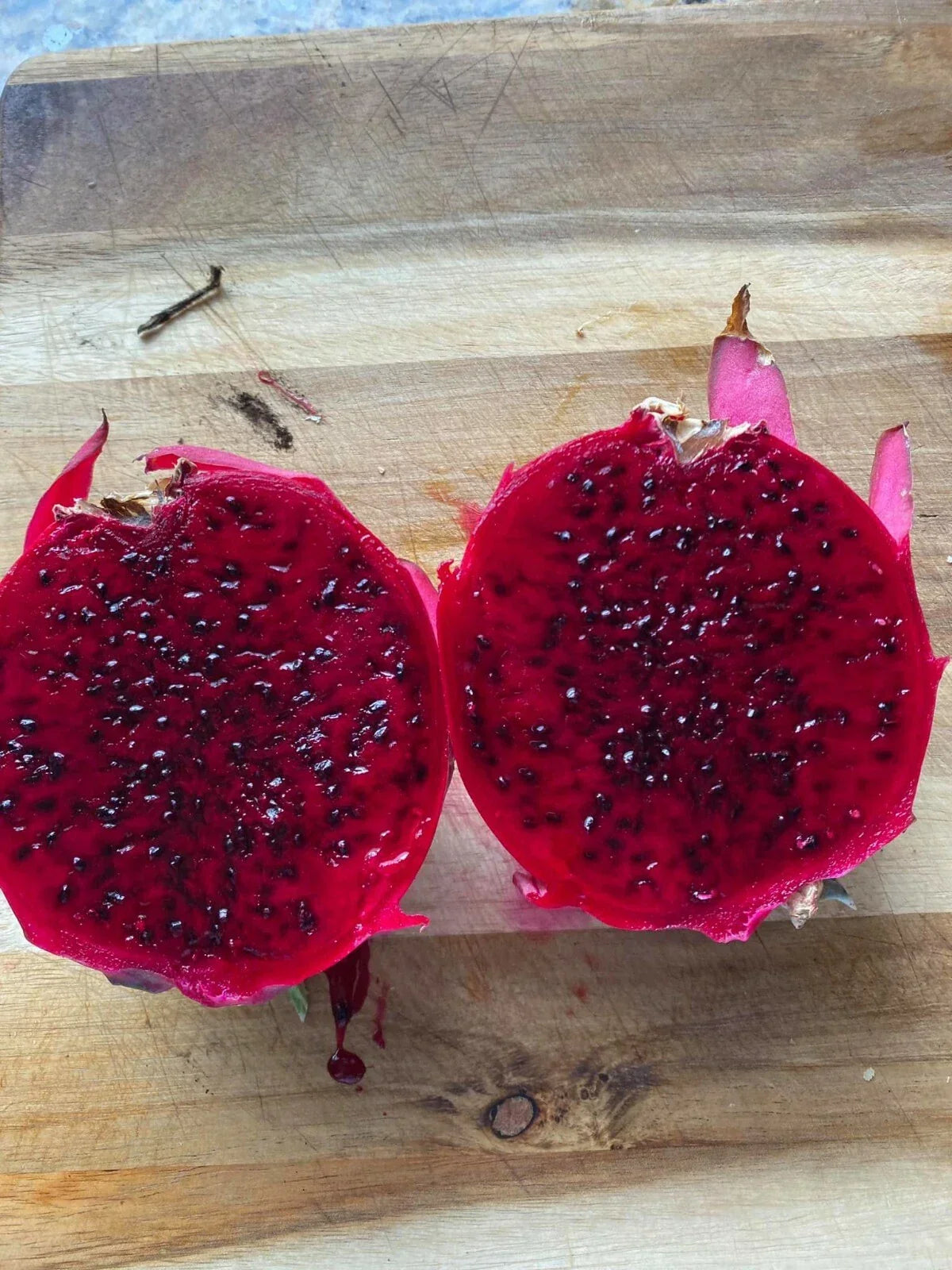 Dragon Fruit Cutting 6+ Inches, Organic Venus Pitaya, Hylocereus undatus, Tropical Fruit Plant for Garden or Indoor Growth