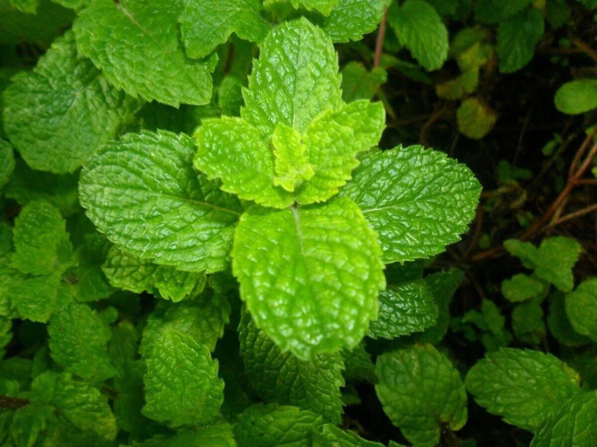 Spearmint Seeds - Mentha Spicata Herb Garden Starter Kit - Non-GMO, High Germination, Culinary & Tea Use