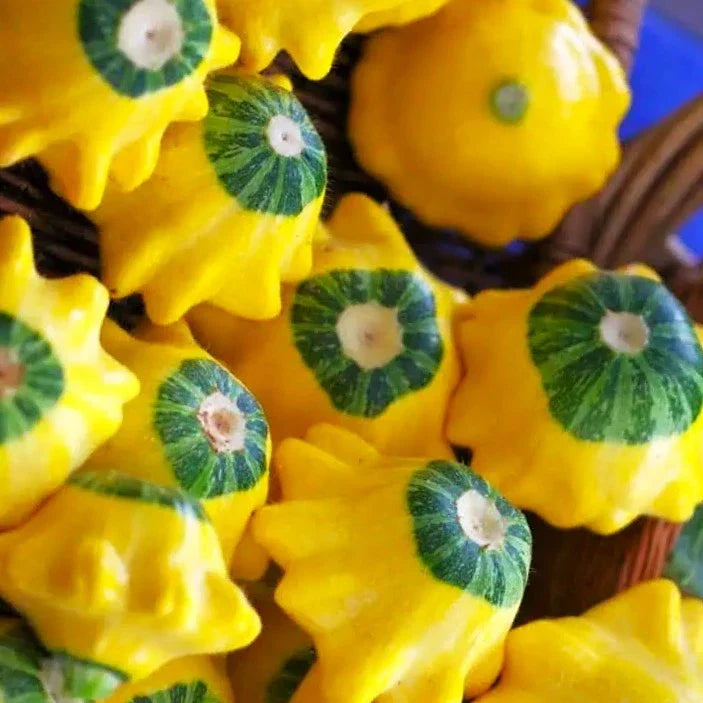 Bicolor Patty Pan Squash Seeds - Yellow & Green Bush Scallop - Cucurbita pepo - 2025 Planting - Compact Garden Variety