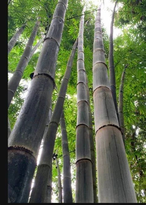 California Giant Bamboo Seeds - Clumping Privacy Screen, Bambusa vulgaris, 50 Pack for Garden, Fast-Growing Ornamental Plant